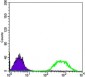 ETS1 Antibody